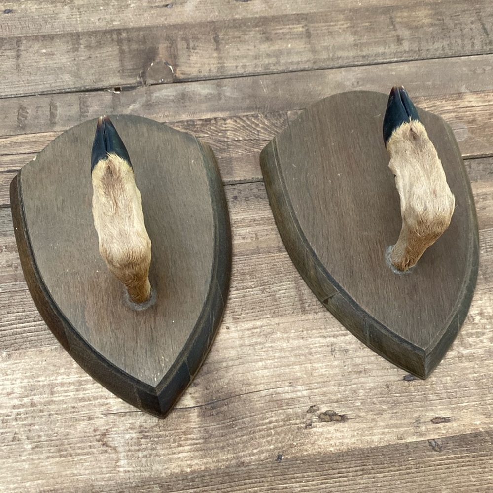 Deer hoof coat hangers